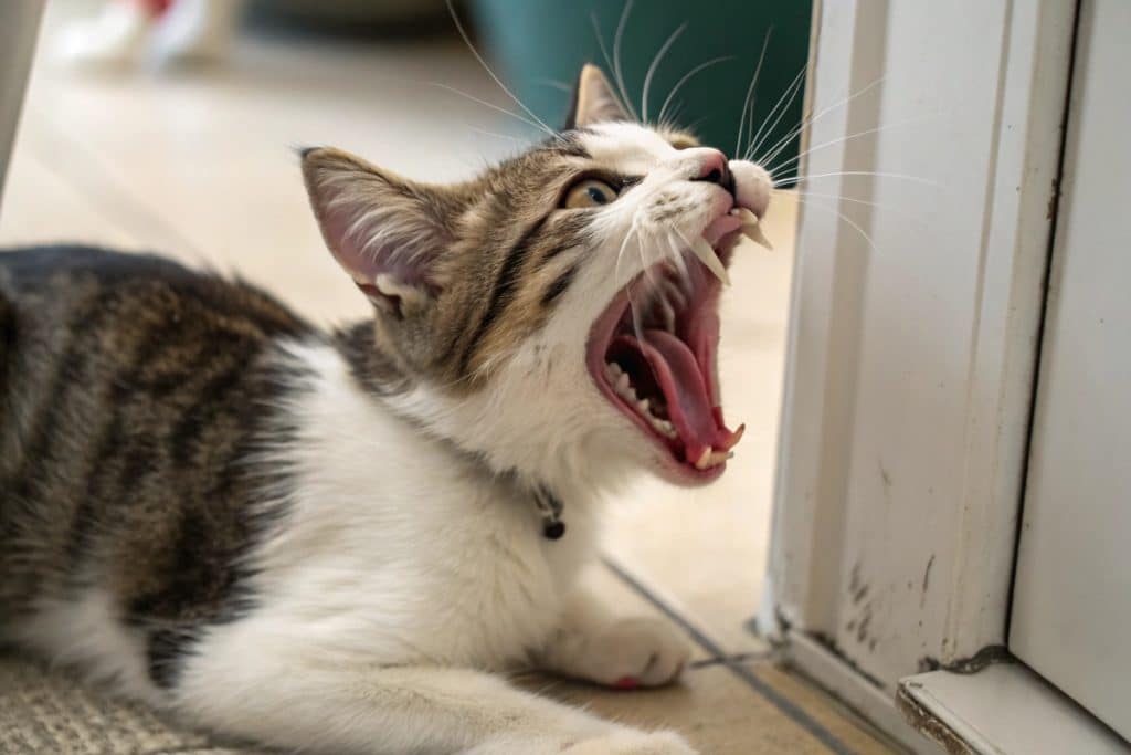 chat qui s'étouffe