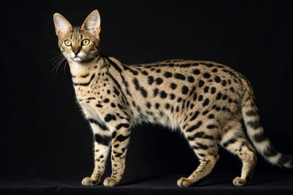 Chat Savannah Prix