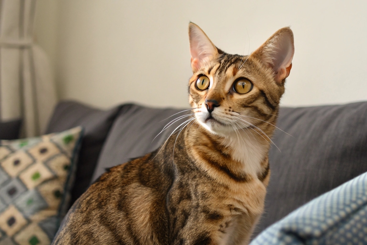 Ce que votre chat pense vraiment quand vous l'ignorez