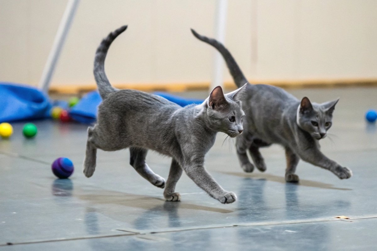 Race chat bleu russe