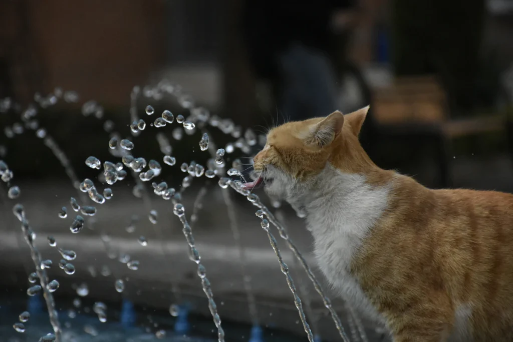 Chat roux qui boit à une fontaine à eau pour chat dont le jet éclabousse