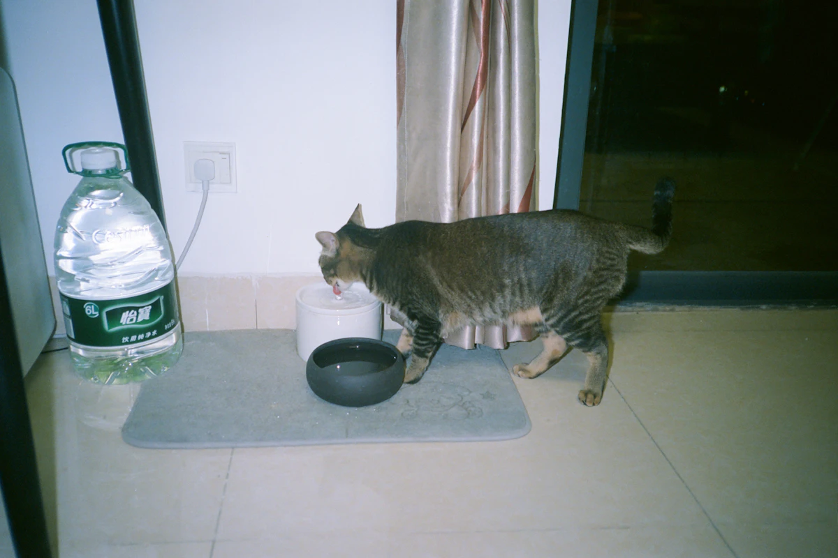 Chat qui boit de l'eau dans un bol posé à l'intérieur de la maison