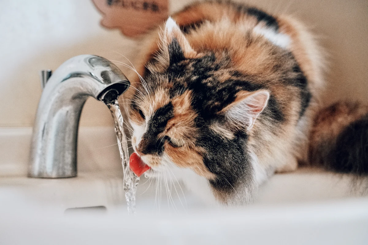 Chat qui boit l'eau qui coule du robinet d'un lavabo de salle de bains