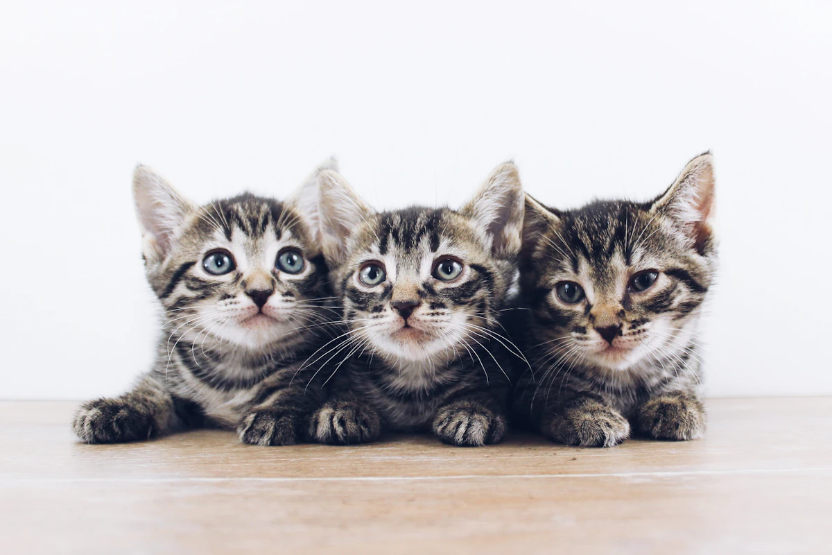 Trois chatons tigrés bruns couchés les uns près des autres