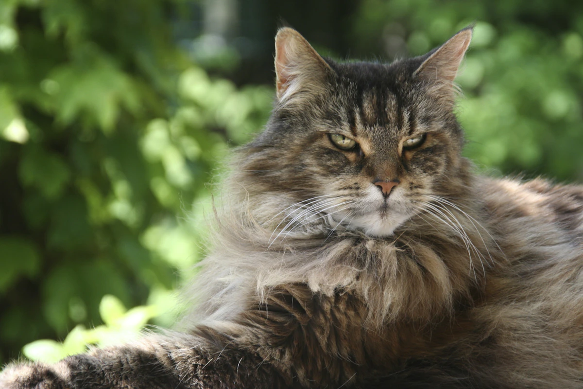 Chat au pelage brun long et fourni, typique des races de chats à poils longs