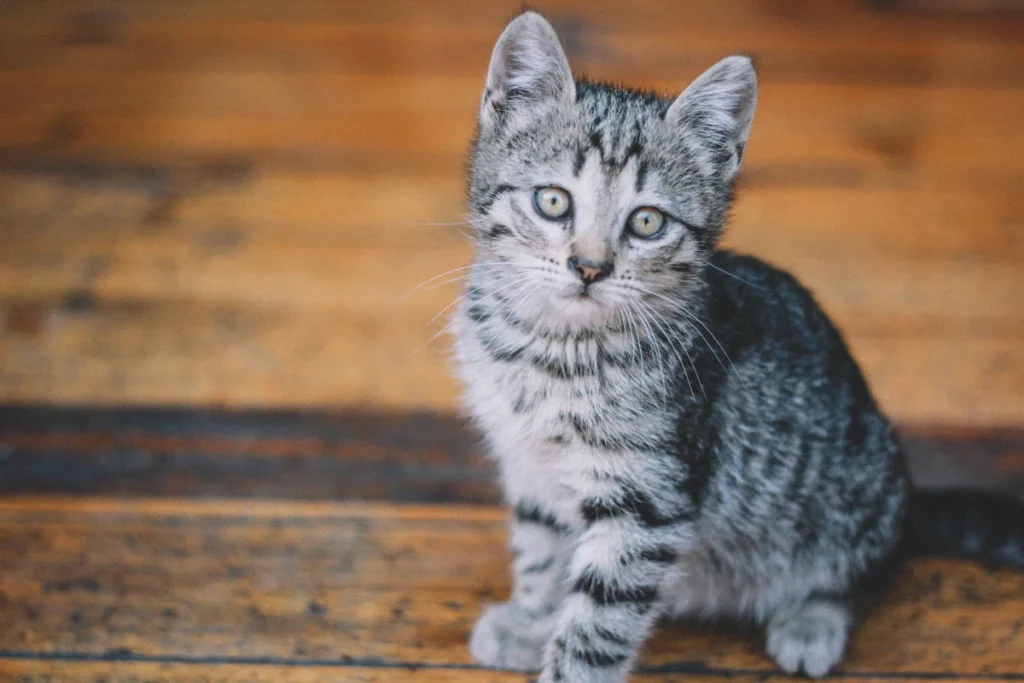 Chat tigré argenté posé sur un parquet en bois brun