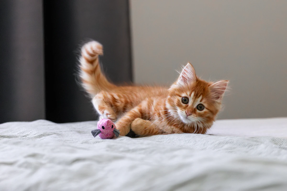 Petit chaton qui joue avec un jouet sur un lit