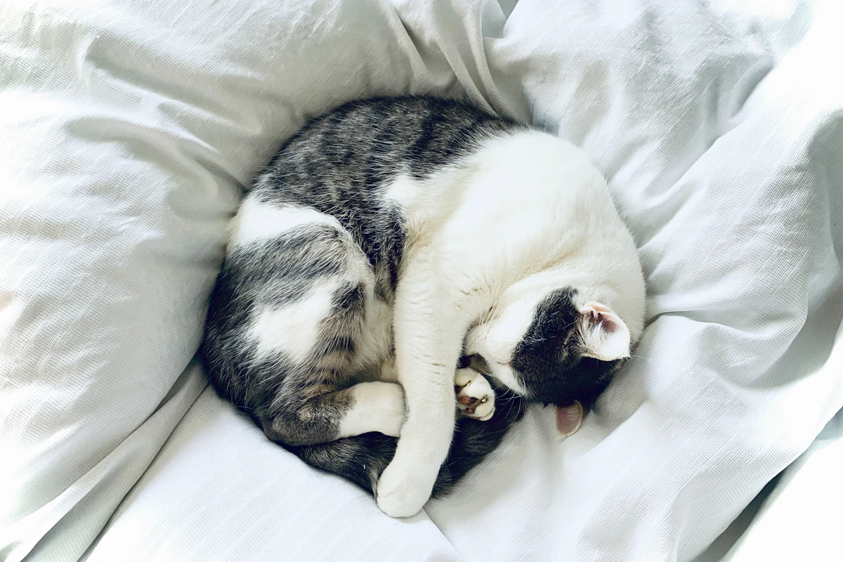 Chat blanc et noir couché sur un tissu blanc