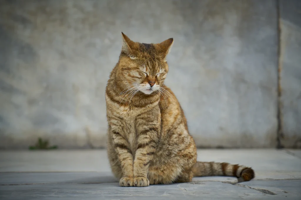 Chat tigré brun installé sur le plateau d'une table blanche