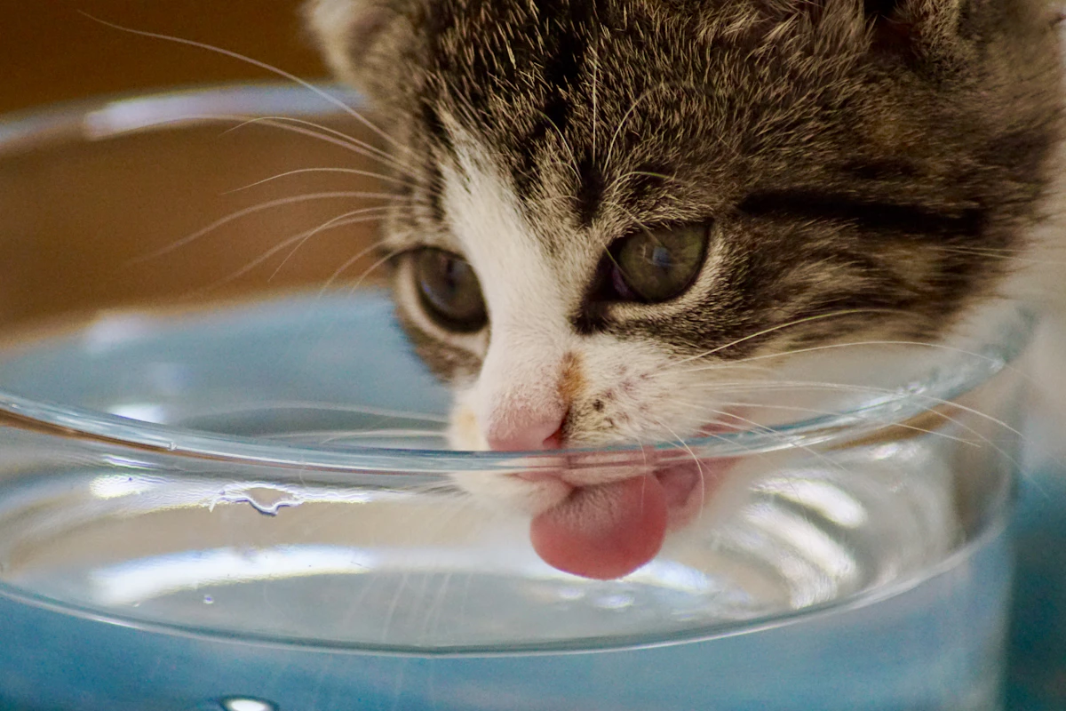 Chat penché sur sa gamelle en train de boire de l'eau