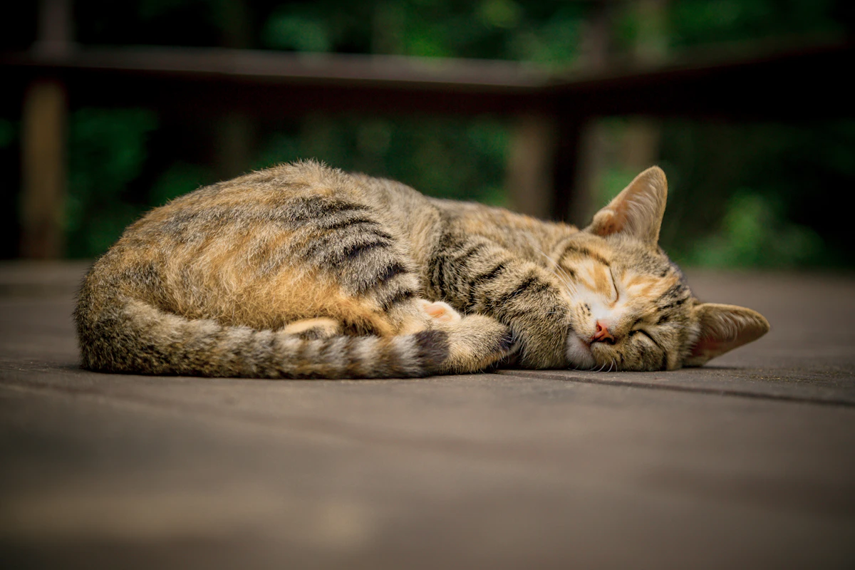 Chat tigré gris et orange couché sur un lit aux draps blancs