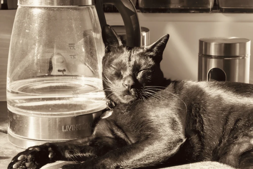 Chat noir installé tranquillement à côté d'une bouilloire électrique, dans une cuisine