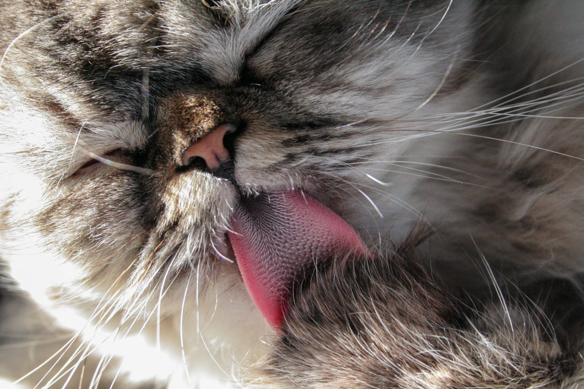 Gros plan sur un chat qui tire le bout de la langue