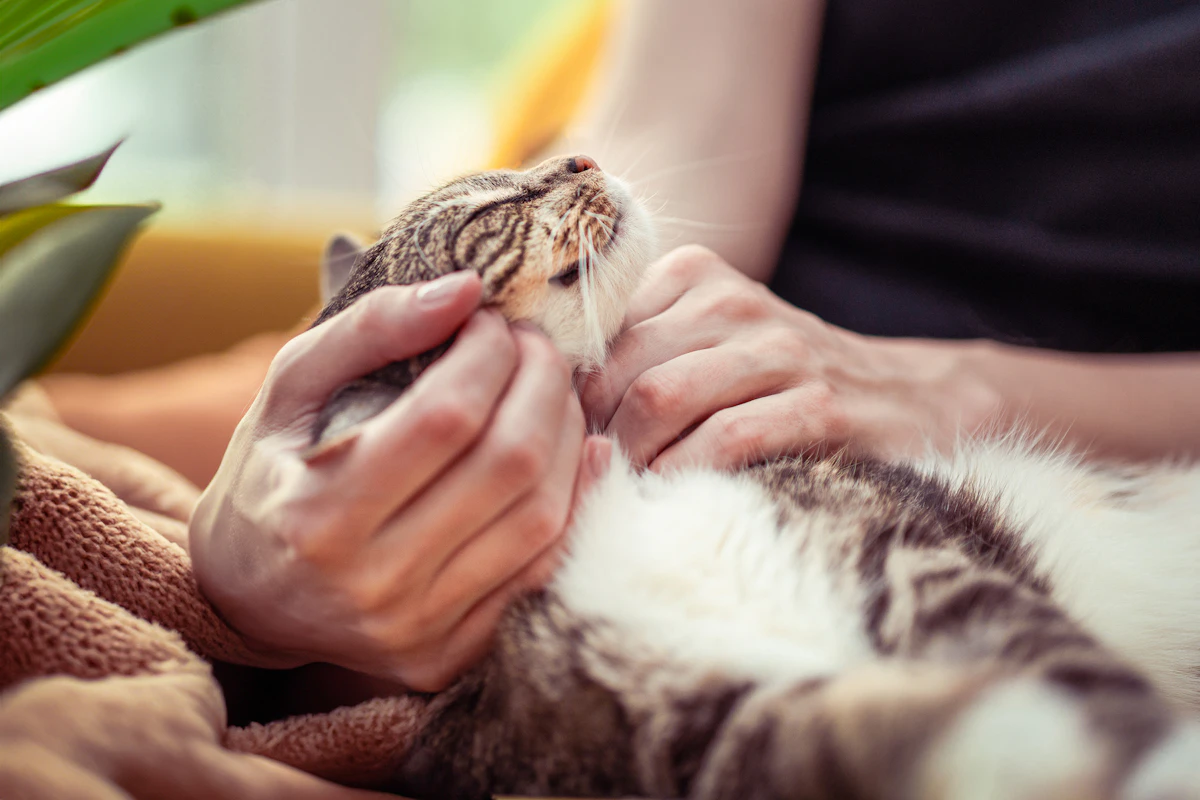 Une personne tient un chat entre ses mains