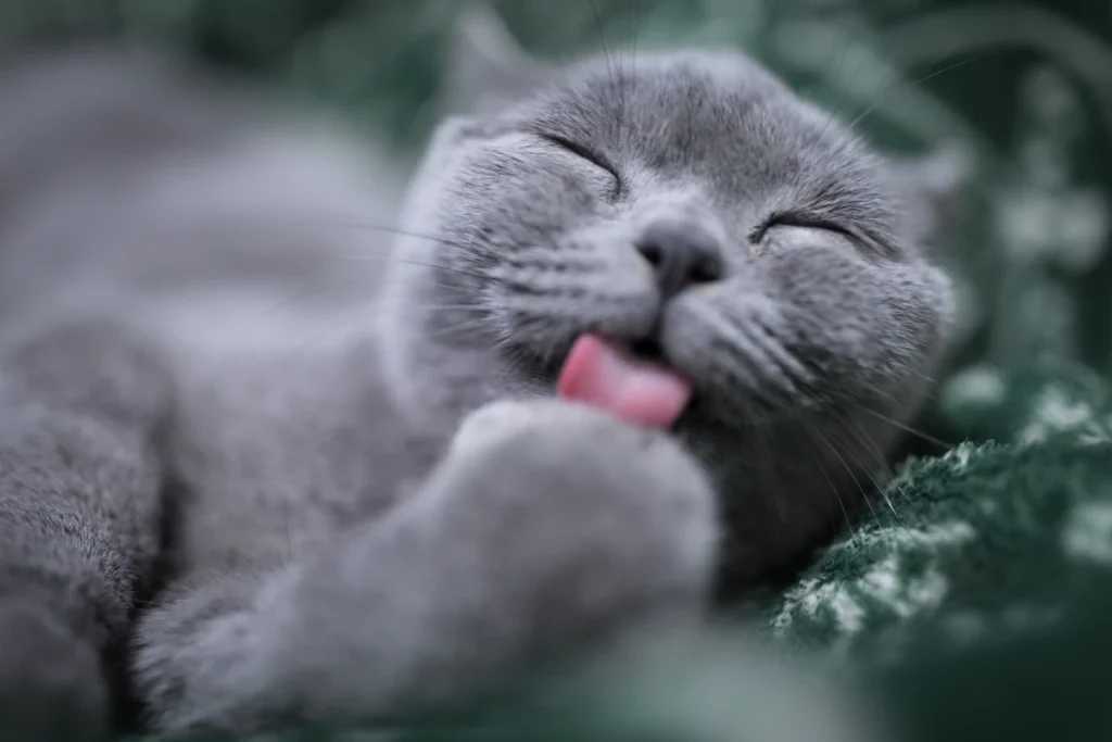 Chat qui se lèche la patte pendant sa séance de toilette