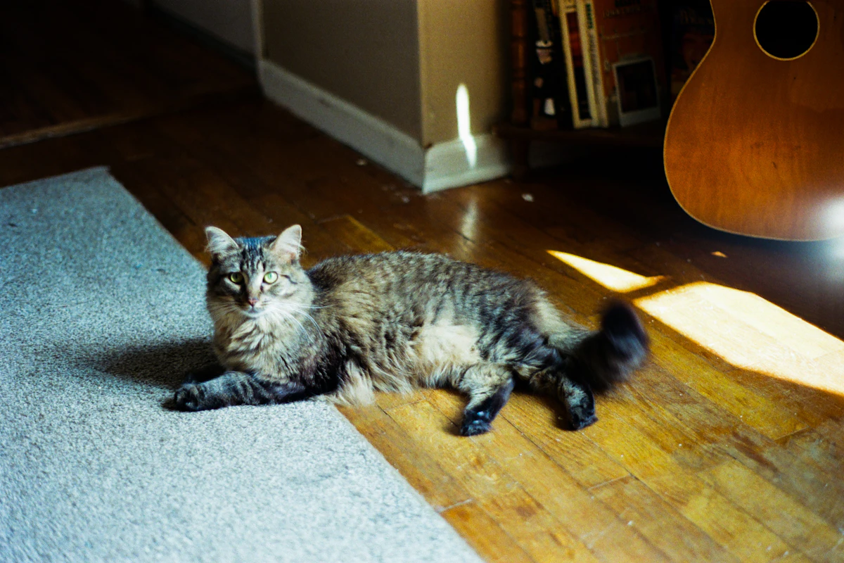Chat tigré qui se repose, allongé entre un tapis et un sol en bois