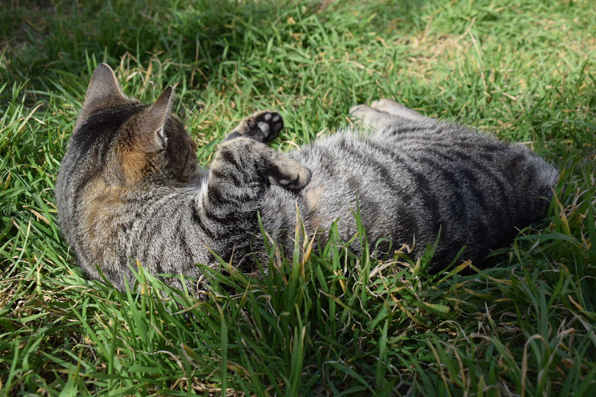 Chat tigré qui se roule joyeusement dans l'herbe verte, en plein air