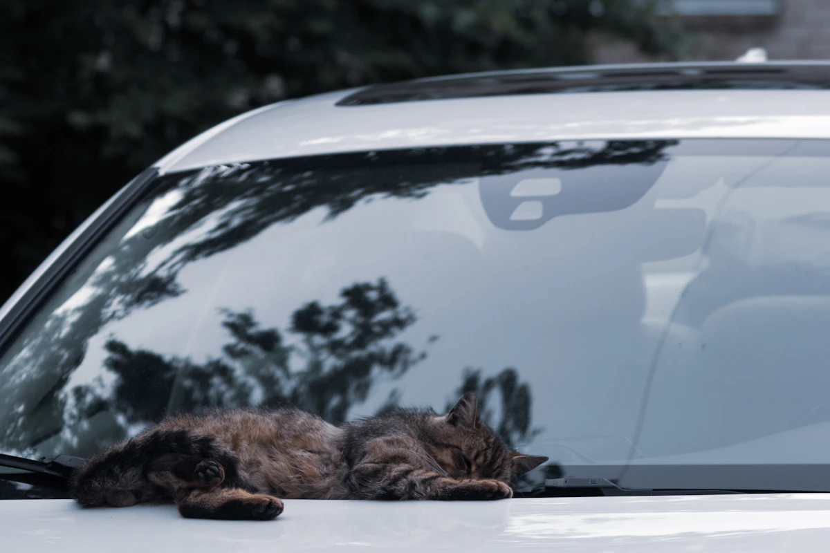 Chat tranquillement couché sur la carrosserie d'une voiture
