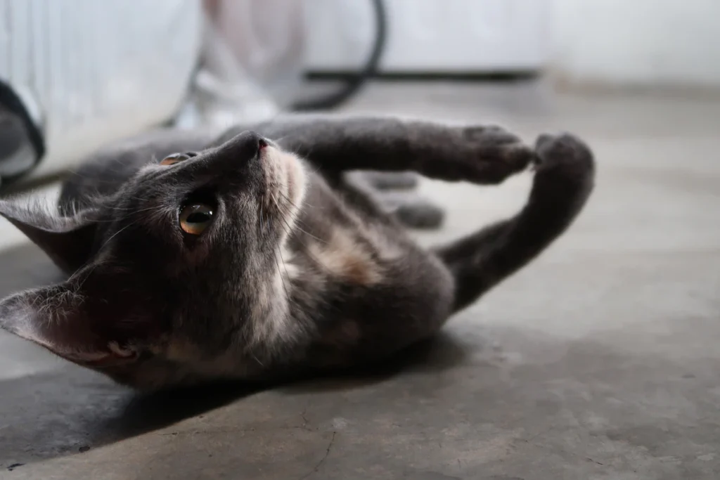 Chat allongé sur le dos à même le sol, pattes relâchées