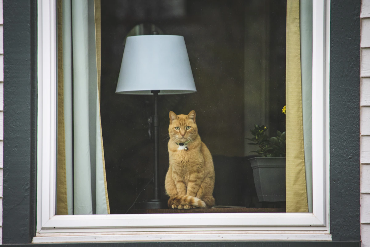 Chat assis sur le rebord d'une fenêtre, le regard tourné vers l'extérieur