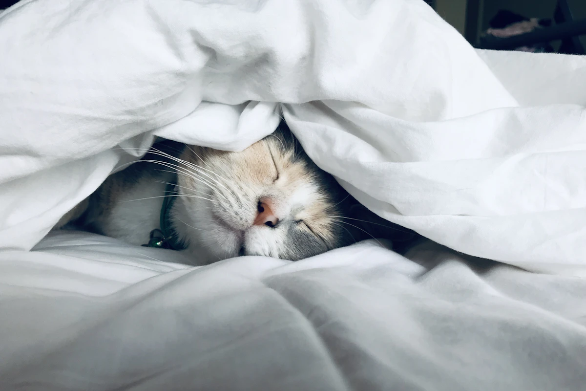 Chat blanc qui dort paisiblement, glissé sous une couette blanche