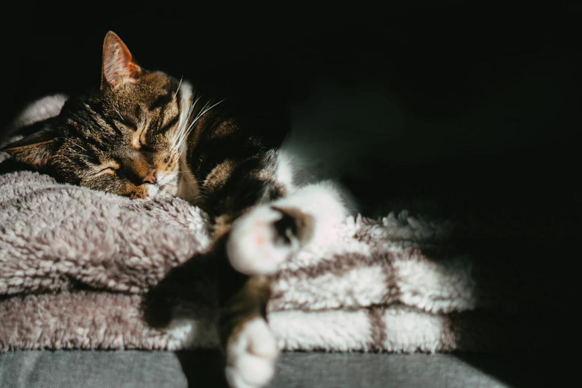 Chat tigré brun couché sur un tissu blanc à l'intérieur