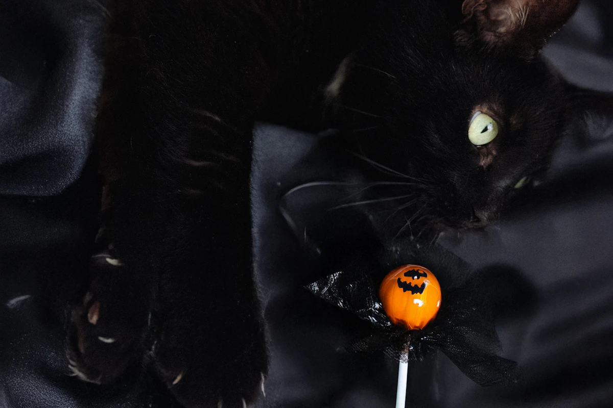 Chat noir posant avec une sucette aux couleurs d'Halloween