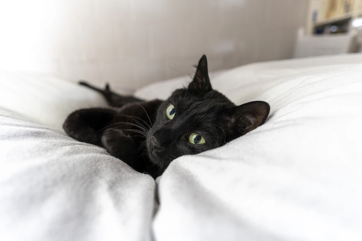 Chat noir entièrement détendu, couché sur un drap blanc qui fait ressortir son pelage