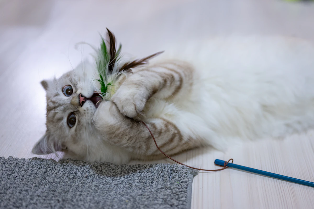 Chat qui joue avec un jouet posé sur le sol de la maison