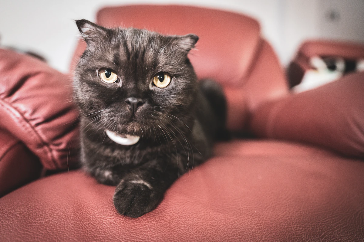 Chat noir assis sur un canapé au revêtement rouge