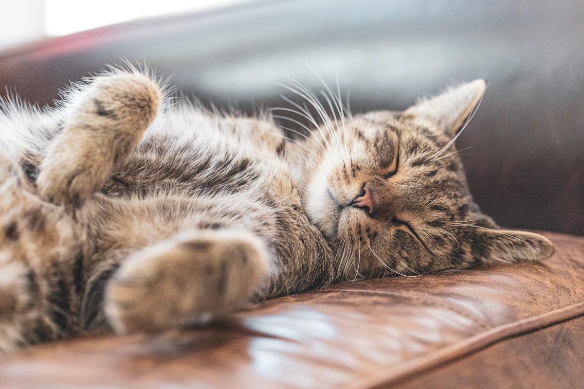 Chat tigré brun allongé sur un plancher en bois brun