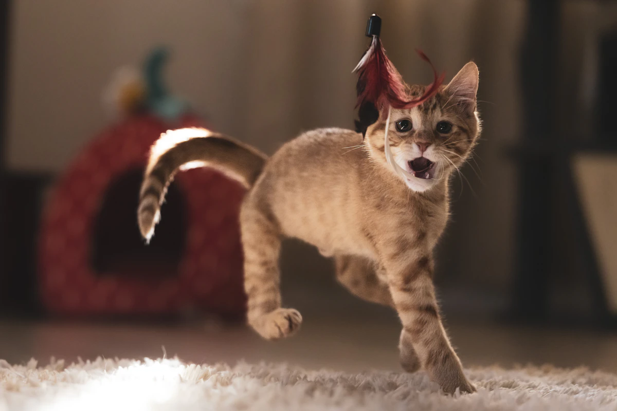 Chaton tigré roux qui bondit pour attraper un jouet en plumes dans une pièce