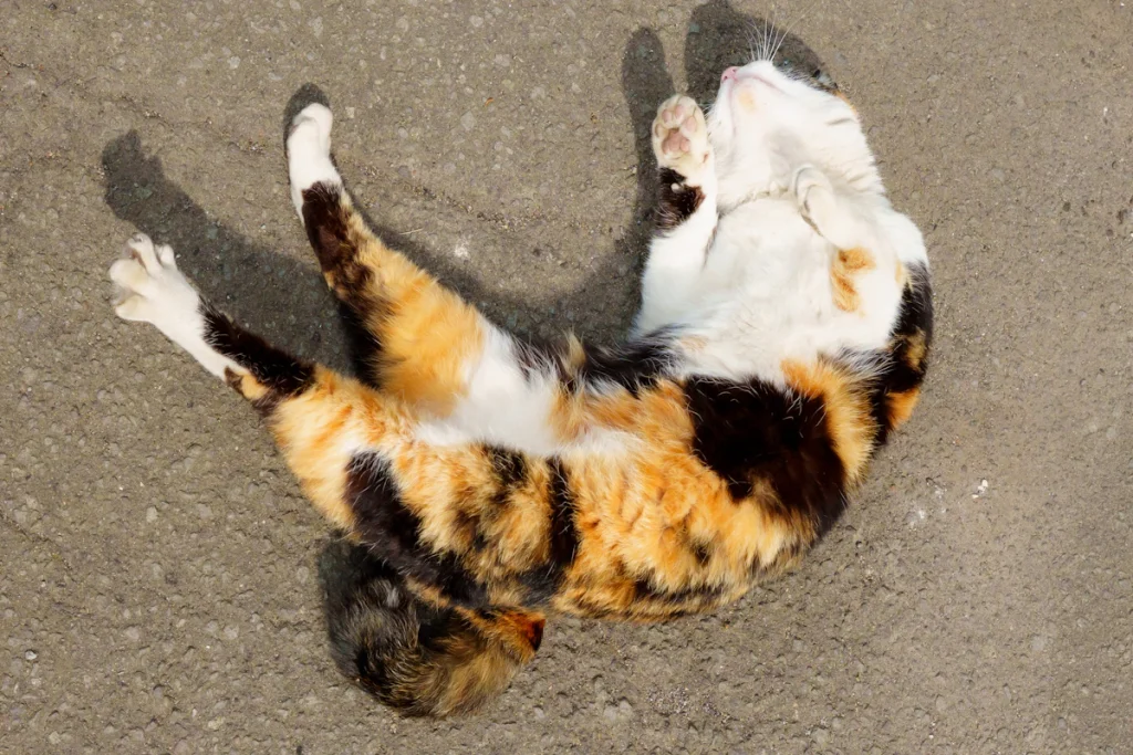 Chat tricolore allongé sur le dos sur une surface en béton