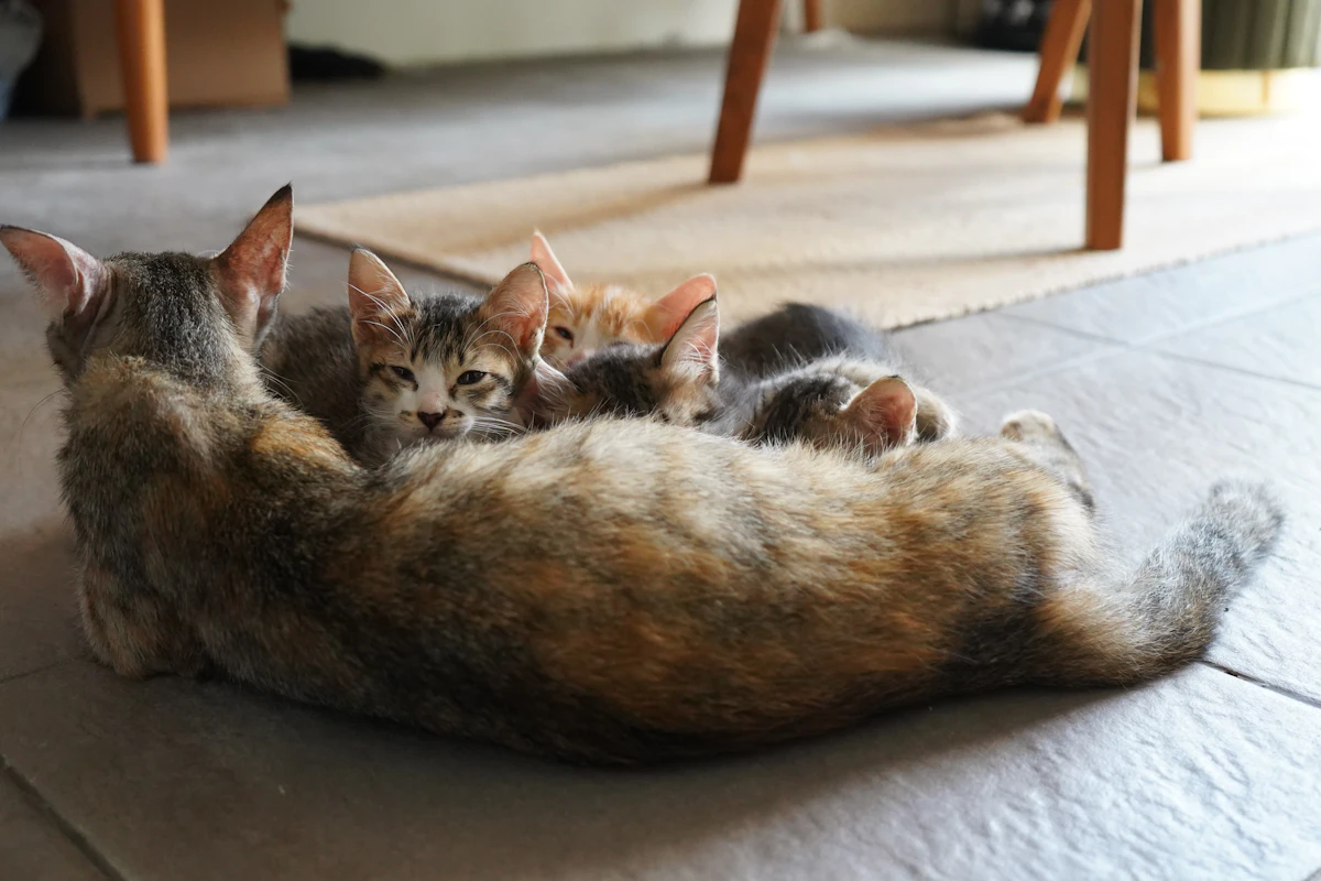 Une chatte allaite ses chatons blottis contre son ventre