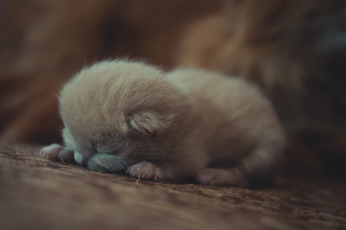 Tout petit chaton endormi, couché à même le sol