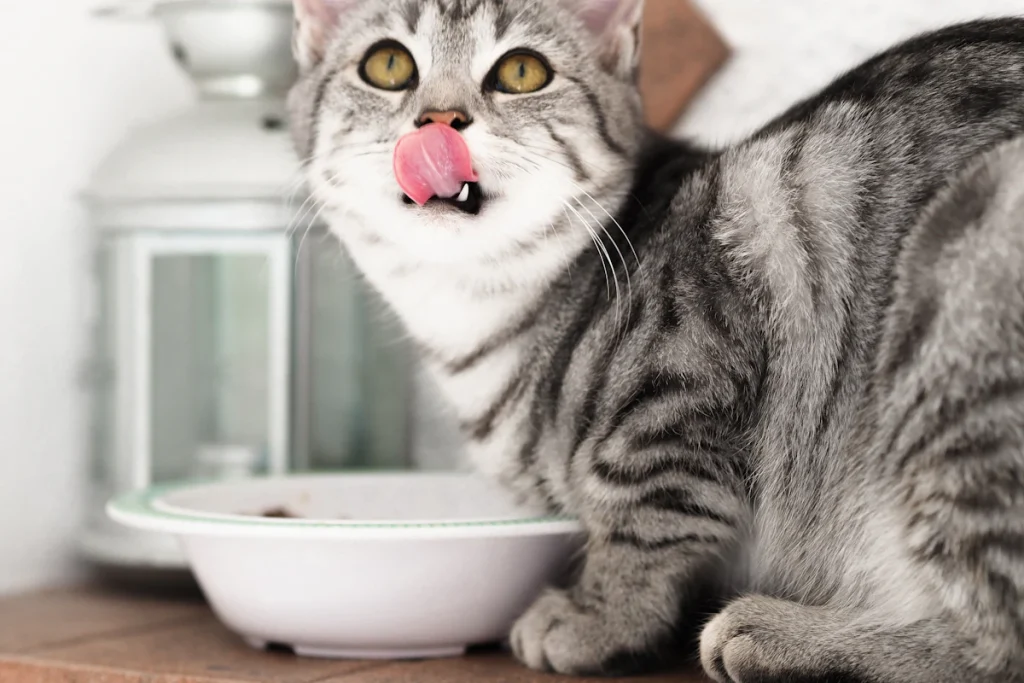 Chat tigré argenté lové à l'intérieur d'un bol en céramique blanche