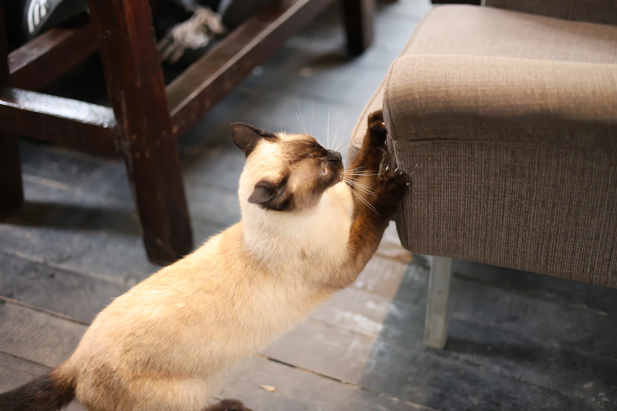 Chat siamois qui fait ses griffes contre le pied d'une chaise