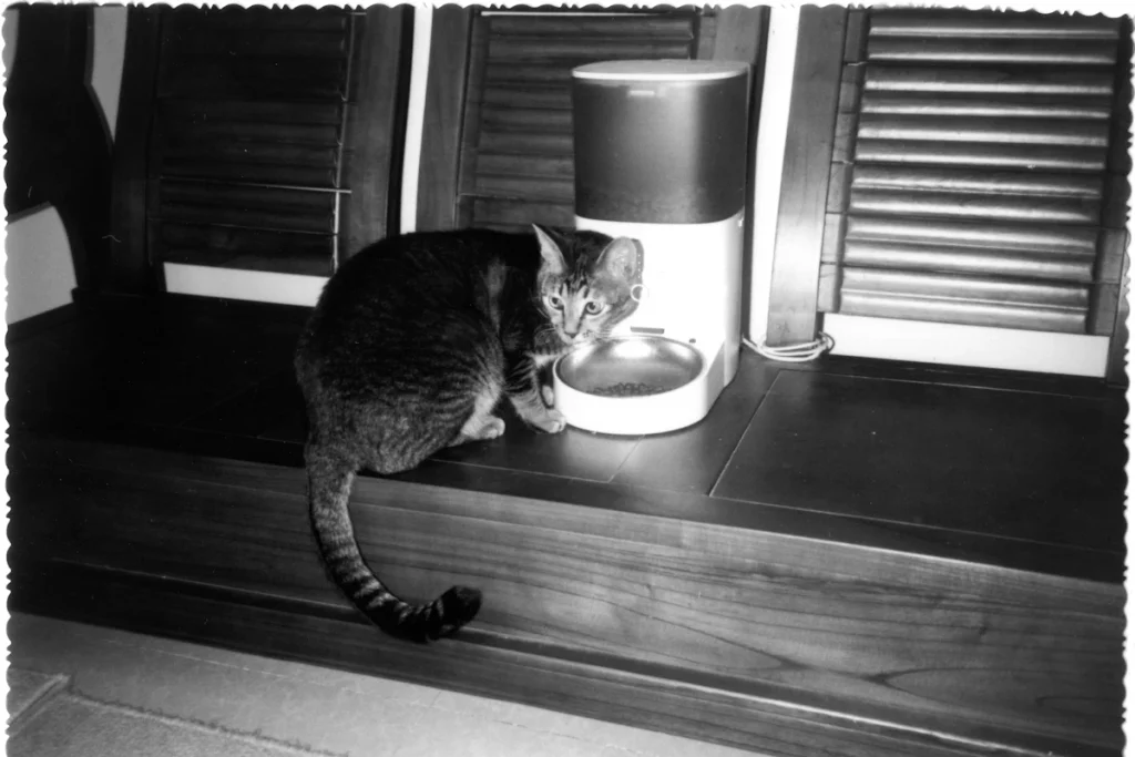 Chat qui mange dans le bol d'un distributeur de croquettes automatique