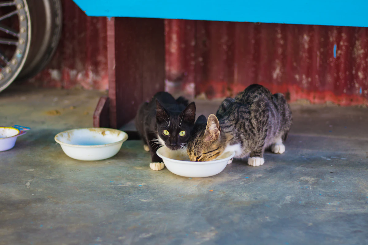 Deux chats gris et noir qui mangent ensemble dans un bol en plastique blanc