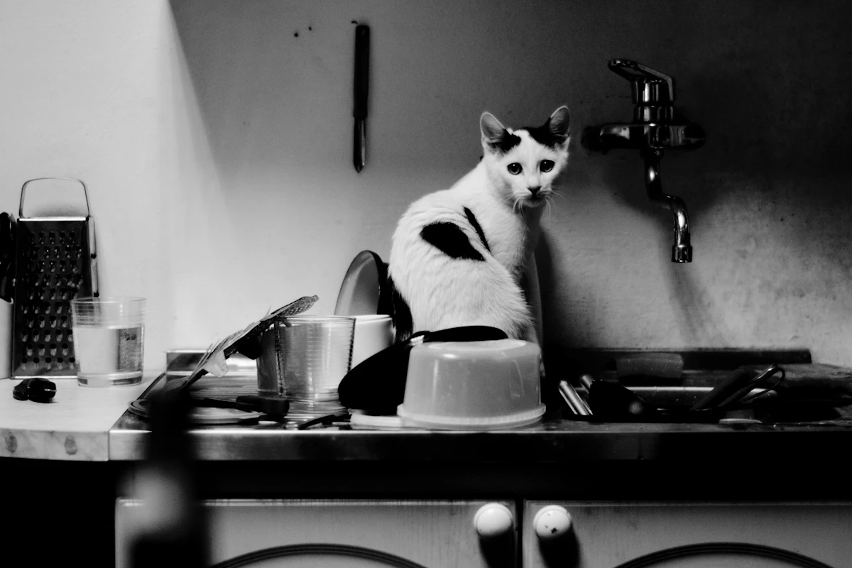 Chat assis sur un évier, en noir et blanc