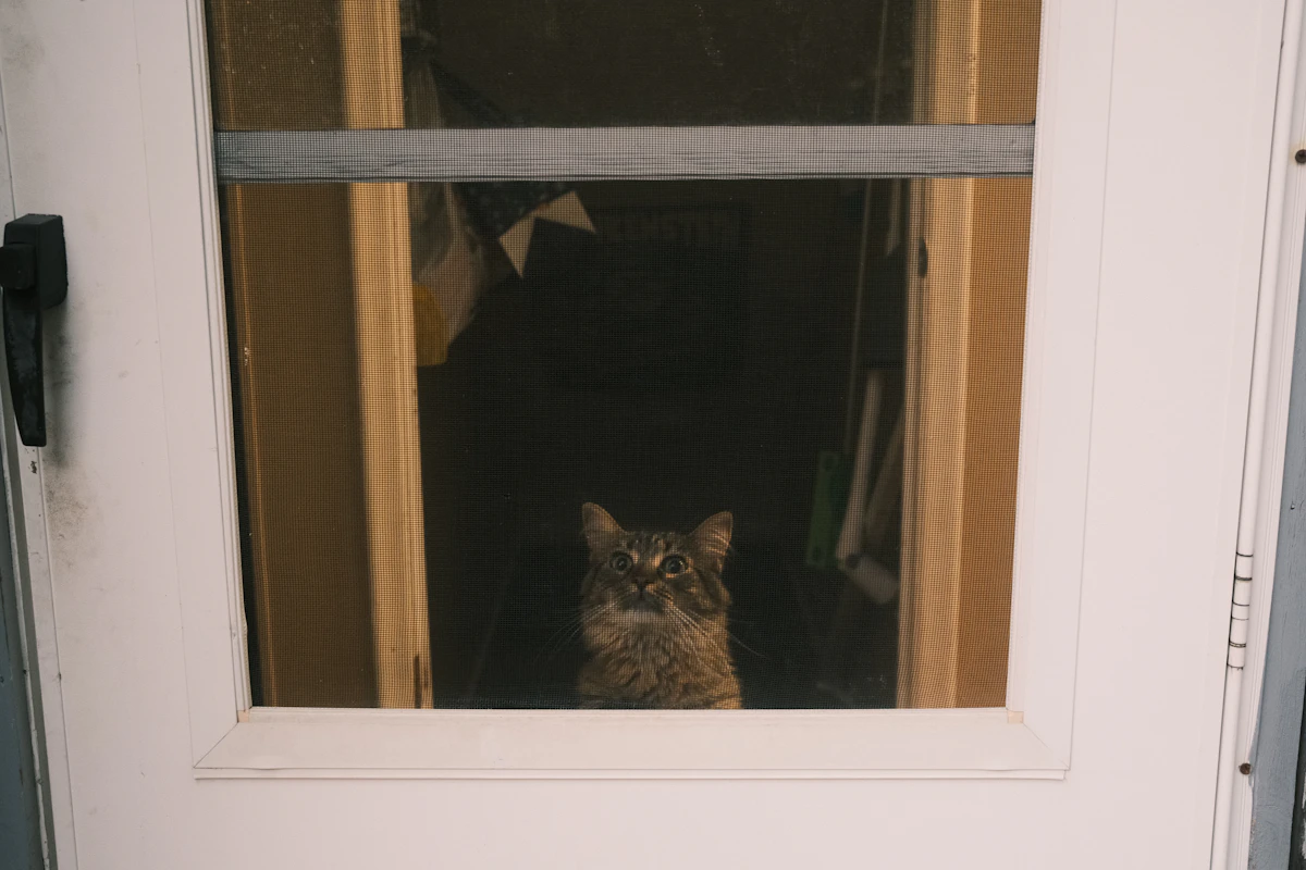 Chat qui observe attentivement ce qui se passe à travers une porte vitrée