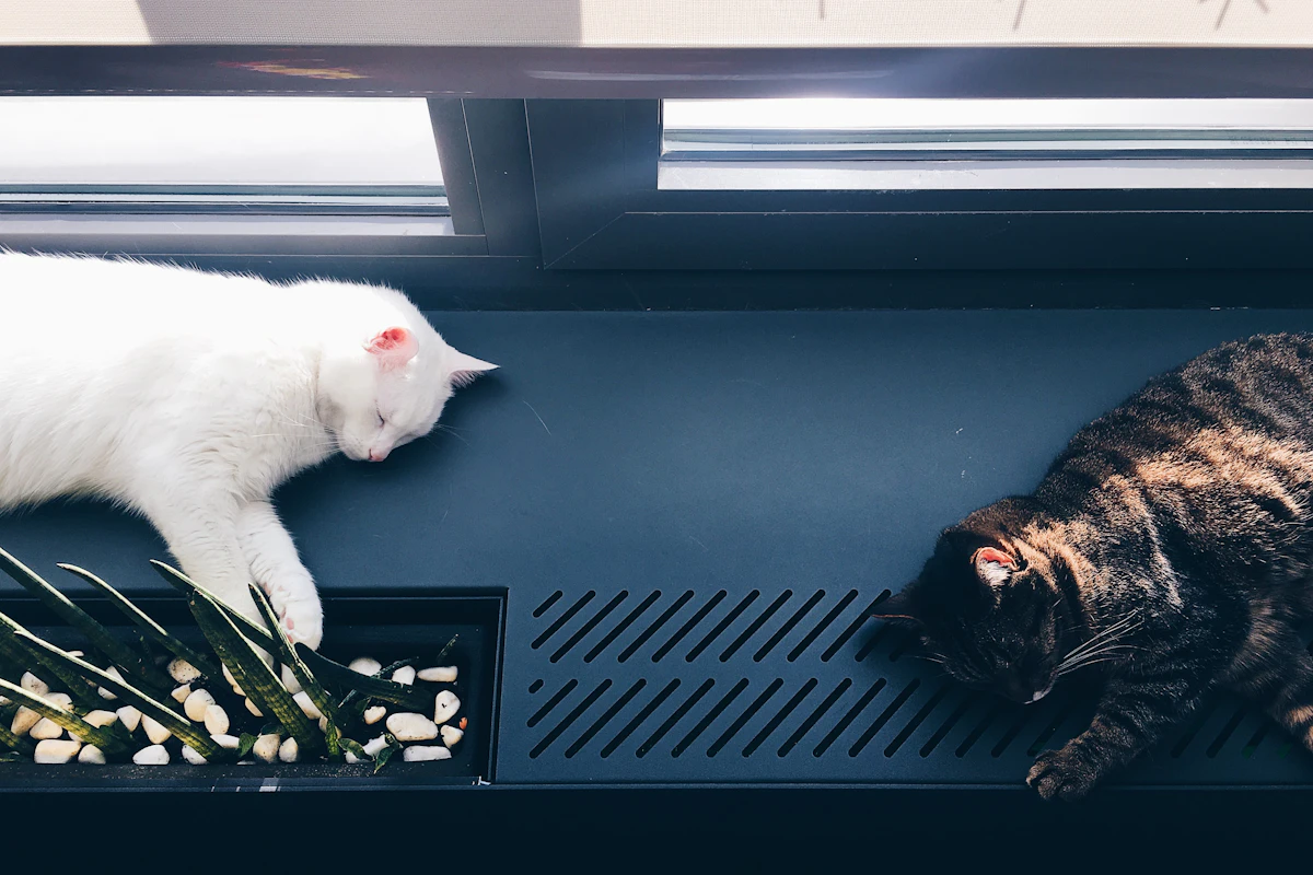 Chats blancs et noirs installés ensemble sur une surface noire