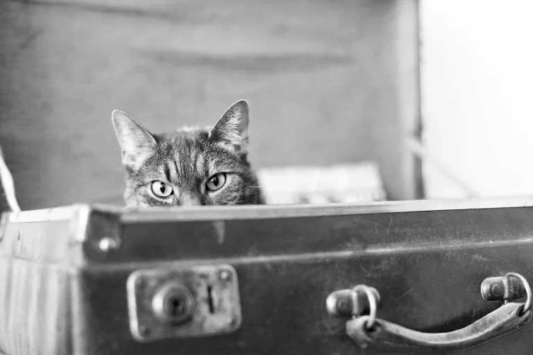 Faire garder son chat pendant les vacances : quelles solutions et à quel prix ?