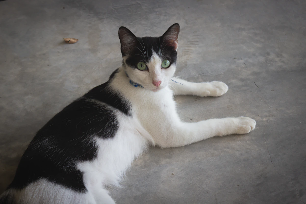 Chat noir et blanc allongé de tout son long sur le sol