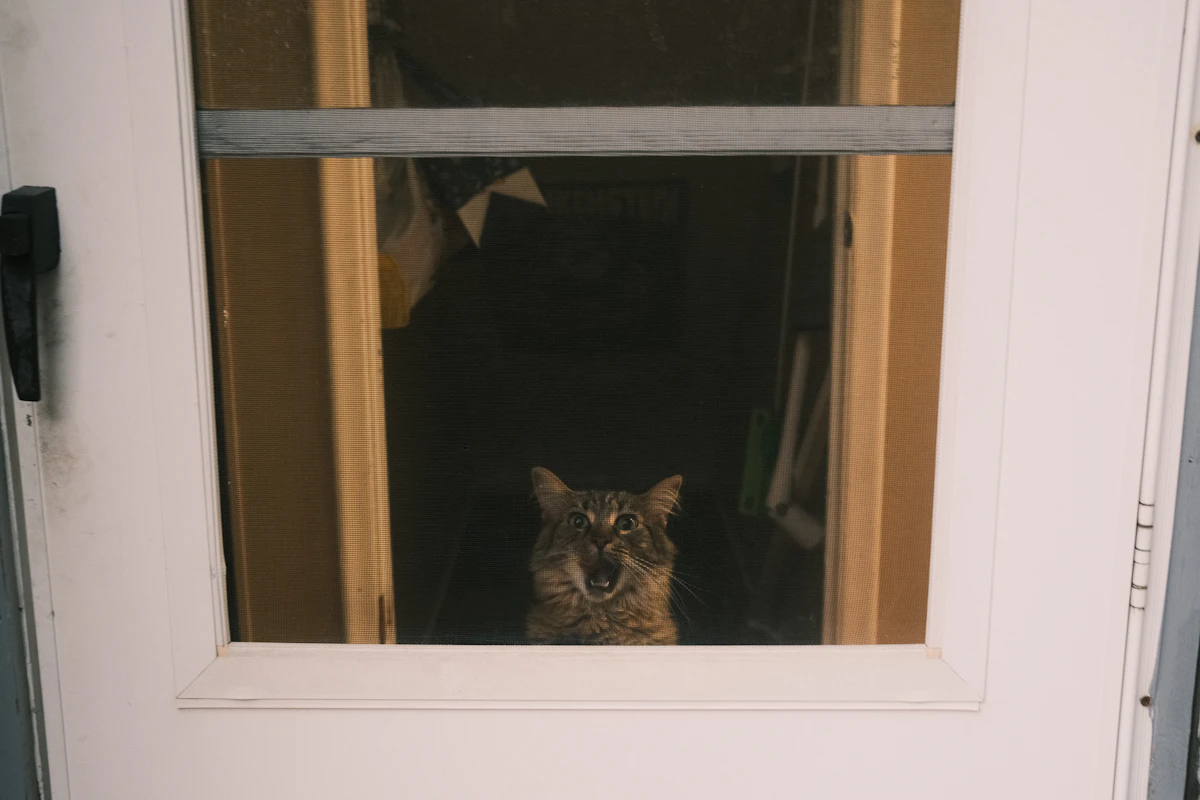 Chat qui miaule, la gueule ouverte, derrière une porte vitrée