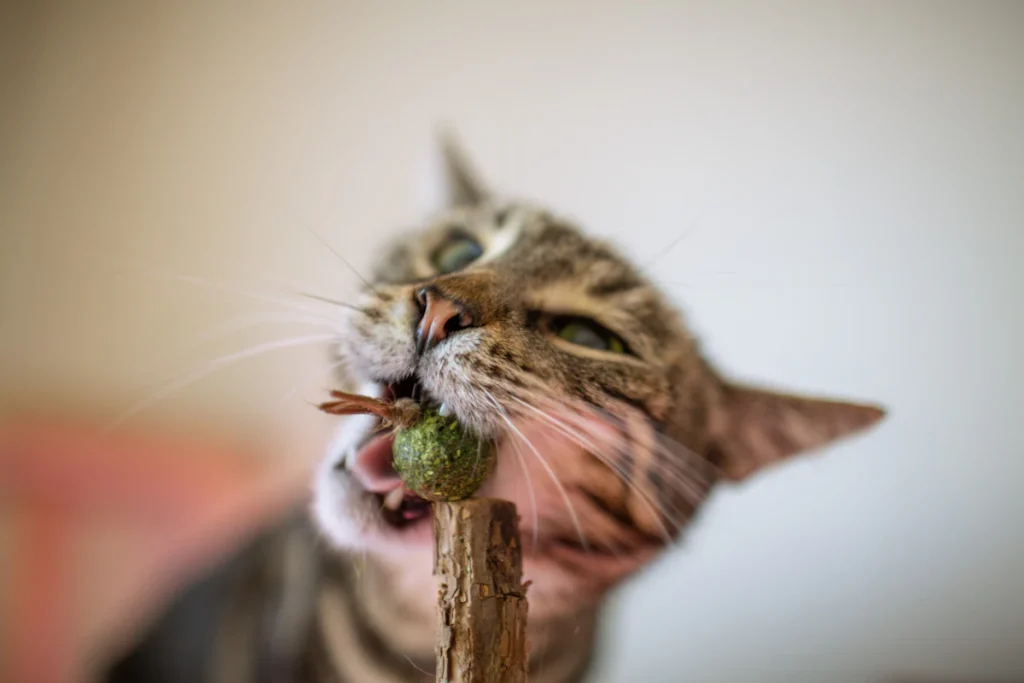 Chat qui profite de l'herbe à chat, visiblement ravi par la plante