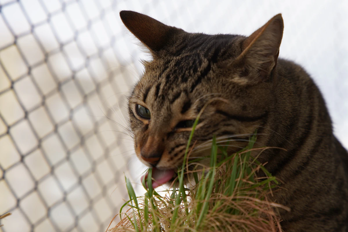 Chat tigré qui mange des brins d'herbe verte fraîche