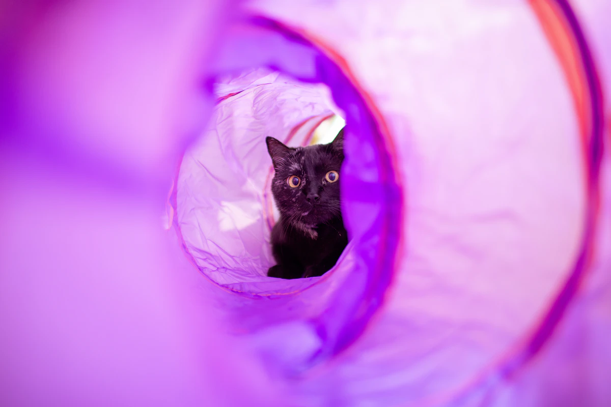 Chat noir qui jette un coup d'œil hors d'un tunnel de jeu violet