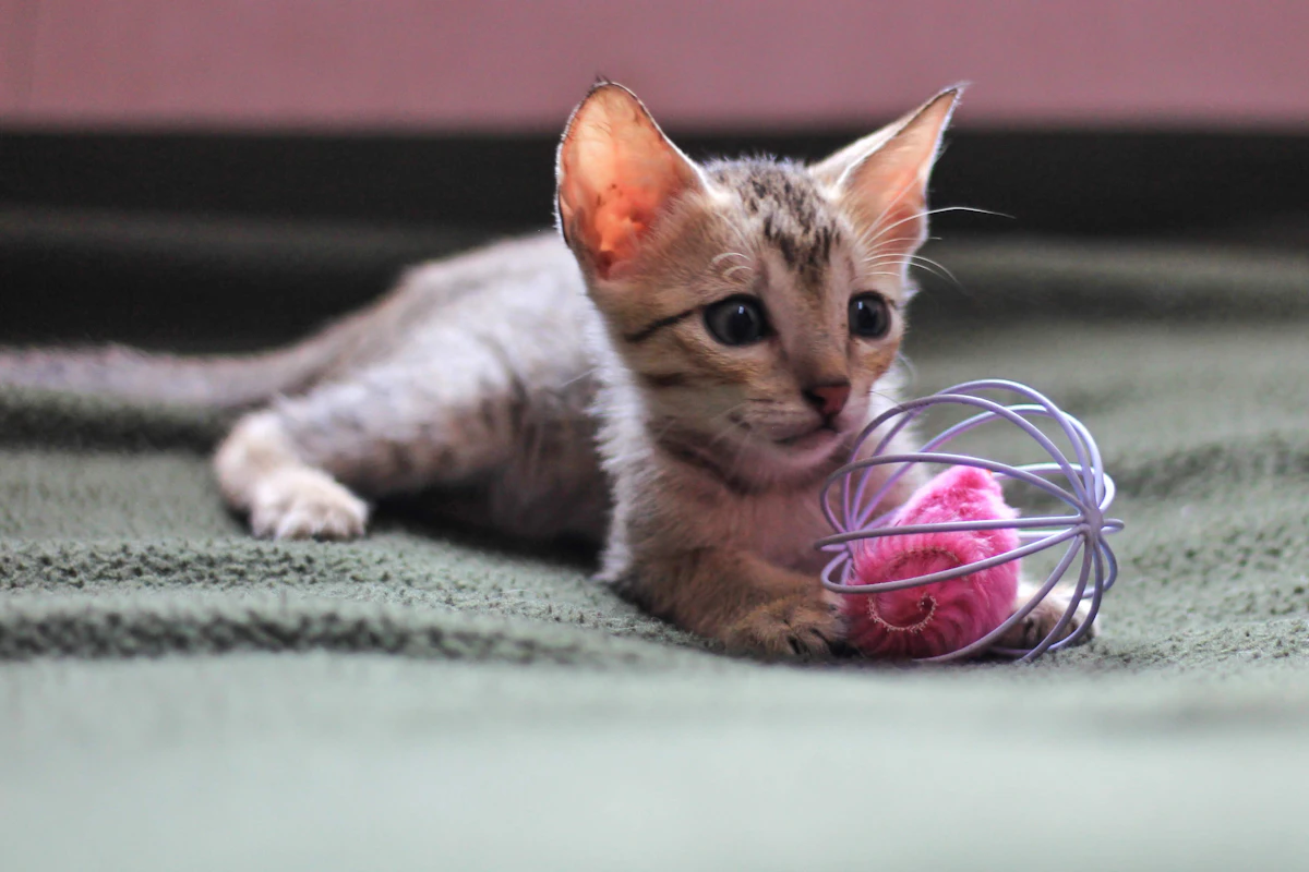 Jeune chaton en train de jouer avec une pelote de laine