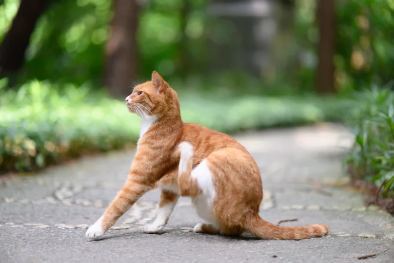 Griffoir pour chat : quel modèle choisir et comment l’adopter